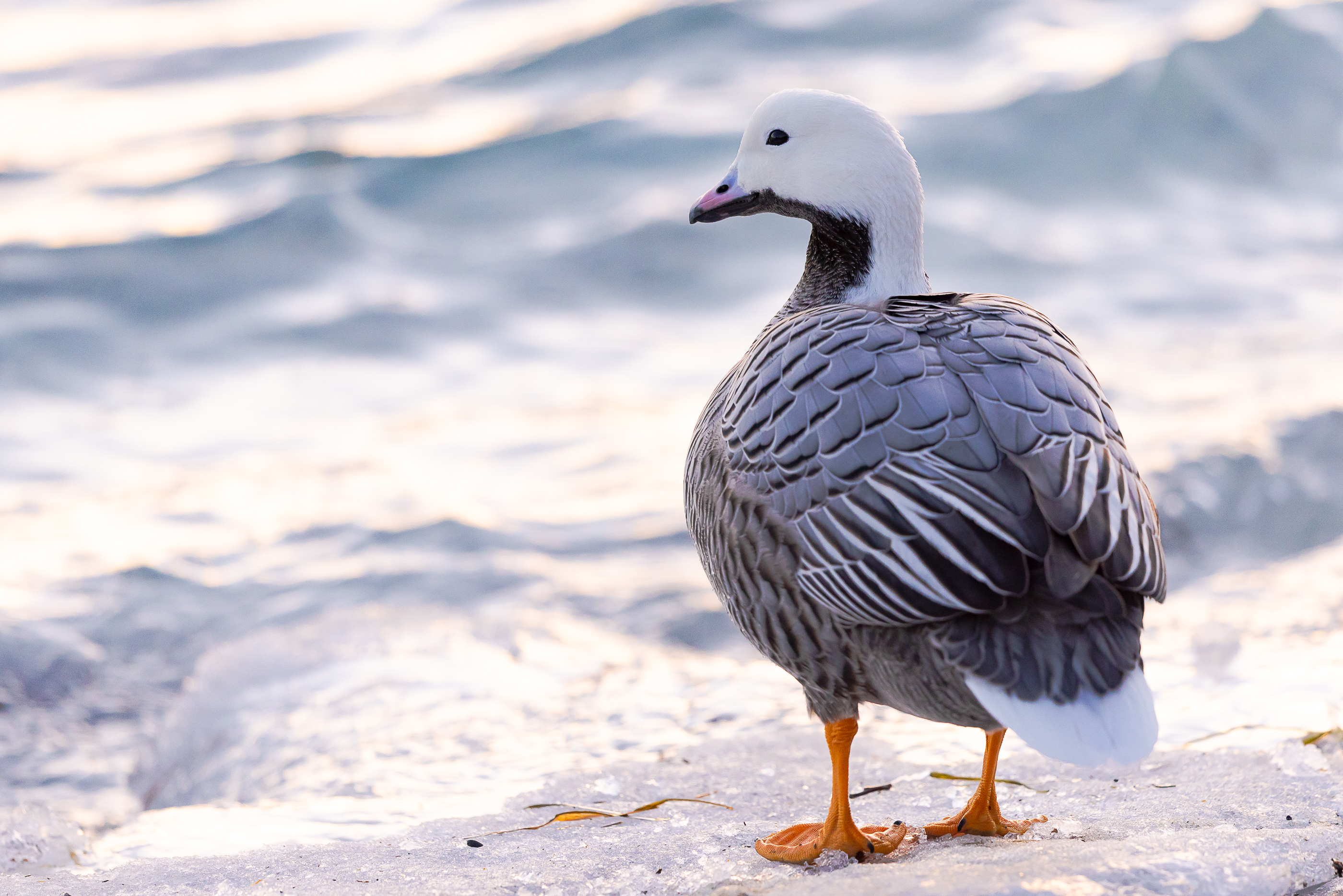 Emperor goose at Kodiak Refuge | FWS.gov